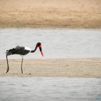 Bild: Sattelstorch Südafrika (wildlife-Sattelstorch-005.jpg)