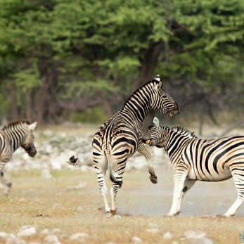 Bild: Zebra - Etoscha - Namibia (049-Namibia-zebras.jpg)