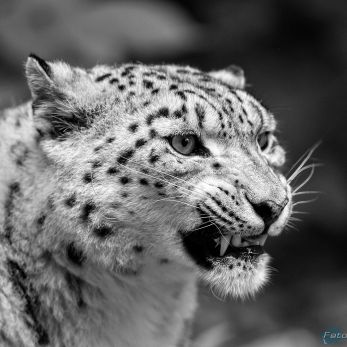 Bild: Schneeleopard - Tiergarten Nürnberg (schneeleo_99.jpg)
