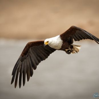 Bild: Schreiseeadler Südafrika (wildlife-schreiseead-006.jpg)