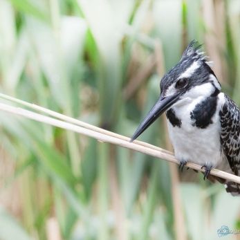 Bild: Graufischer Südafrika (wildlife-eisvogel-001.jpg)