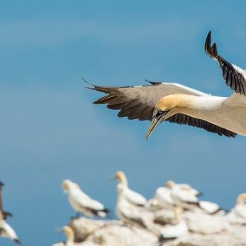 Bild: Bastölpel Südafrika (wildlife-009-moeve.jpg)