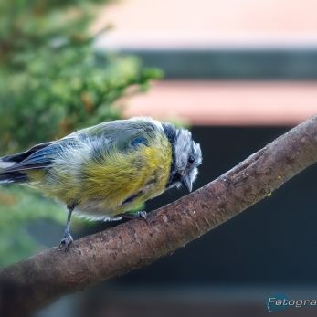 Bild: Meise (Meise_01_68A7376.jpg)