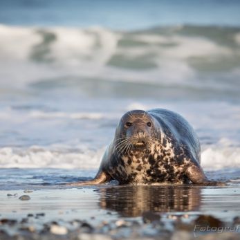 Bild: Kegelrobben Helgoland (Foto Helgoland im Dezember 2016 Kegelrobbe)