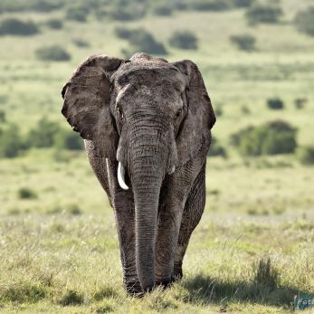 Bild: Elefant - Addo Elefant Park (wildlife-elefant-003.jpg)