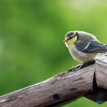 Bild: junge Blaumeise (2024-05-Blaumeise_68A0571.jpg)