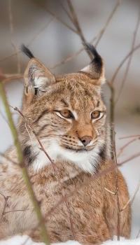 <p>Luchs</p>