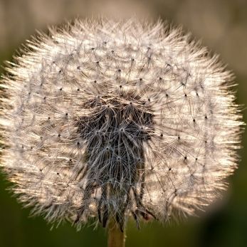 Bild: Pusteblume (natur020.jpg)