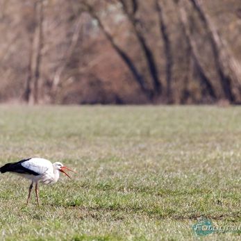 Bild: Störche (2021-03-07-Storch_68A6614.jpg)