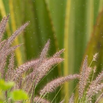 Bild: Stellenbosch Südafrika (natur011.jpg)