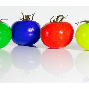 Bild: Farbvielfalt (Tomaten) (Farbvielfalt - (C) Dieter Bahr)