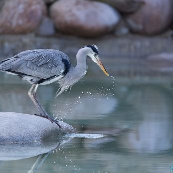 Bild: Graureiher (wilhelma-graureiher-001.jpg)