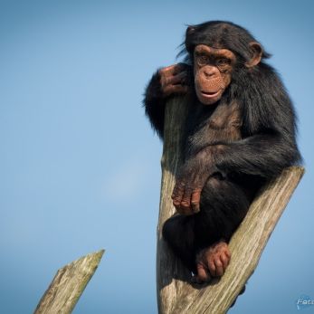 Bild: Chimpanse - Serengetipark Hodenhagen (serengetipark-001.jpg)