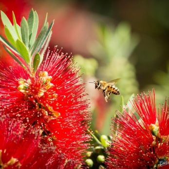 Bild: Stellenbosch Südafrika (natur-005.jpg)