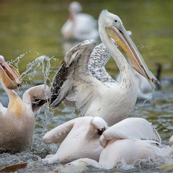 Bild: Pelikan - Tiergarten Nürnberg (tiergarten005-pelikan.jpg)