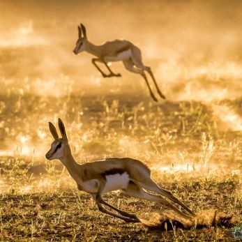 Bild: Springböcke - Kalahari (323-Namibia-kala-springbock.jpg)