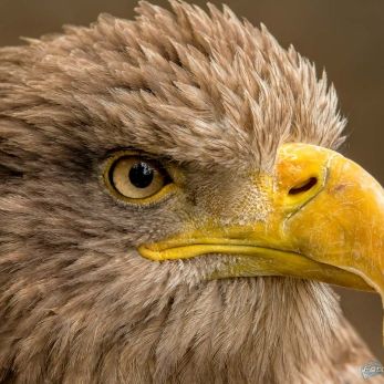 Bild: Adler - Zoo Pilsen (pilsen-004.jpg)