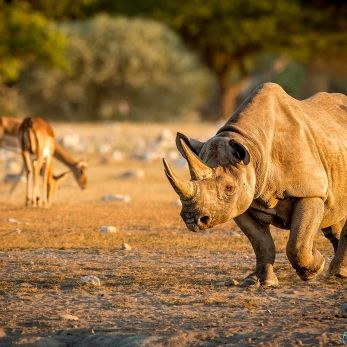 Bild: Nashorn - Etoscha - Namibia (044-Namibia-nashorn.jpg)