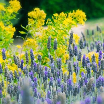 Bild: Stellenbosch Südafrika (natur-002.jpg)