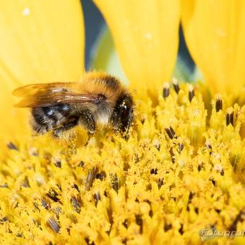 Bild: Makro Hummel (2023-09-Hummel_02_68A8763.jpg)