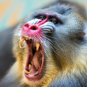 Bild: Mandrill - Tierpark Hellabrunn (hellabrunn-mandril-007.jpg)