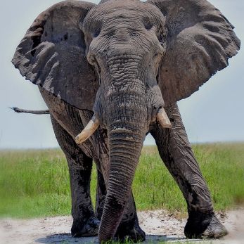 Bild: Elefant - Etoscha - Namibia (wildlife-elefant-010.jpg)