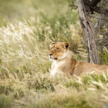 Bild: Löwe - Etoscha - Namibia (029-Namibia-Loewe.jpg)