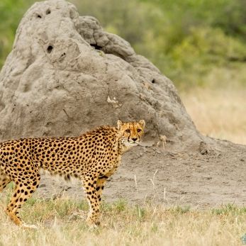 Bild: Gepard - Etoscha - Namibia (031-Namibia-Gepard.jpg)