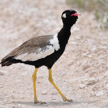 Bild: Schwarzer Korhaan Südafrika (wildlife-003-vogel.jpg)