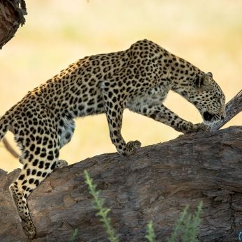Bild: Leopard - Kalahari (320-Namibia-kala-leo.jpg)