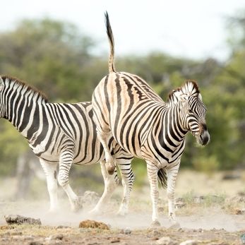 Bild: Zebra - Etoscha - Namibia (021-Namibia-Zebra.jpg)