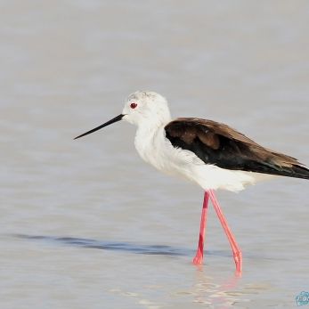 Bild: Stelzenläufer - Etoscha - Namibia (wildlife-004-vogel.jpg)