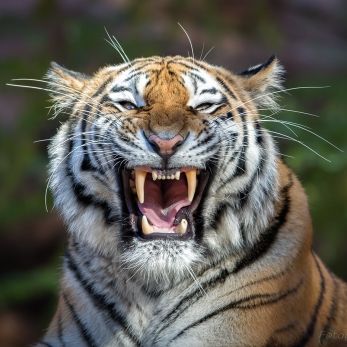 Bild: Sibiriischer Tiger - Tiergarten Nürnberg (tierg-tiger-005.jpg)