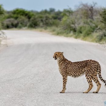 Bild: Gepard - Etoscha - Namibia (027-Namibia-Gepard.jpg)