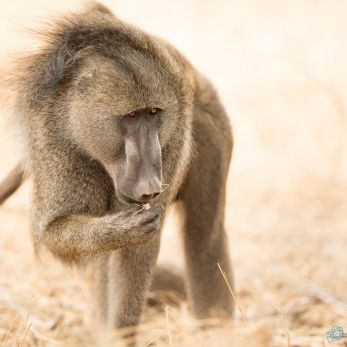 Bild: Pavian - Krügerpark - Südafrika (wildlife-pavian-013.jpg)