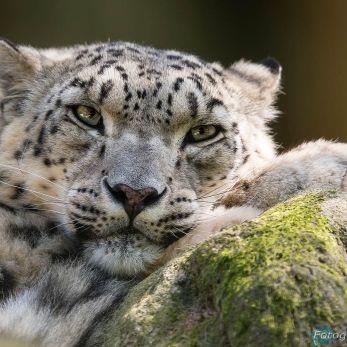 Bild: Schneeleopard - Tiergarten Nürnberg (tiergarten008-schneeleo.jpg)