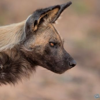 Bild: Wildhund - Südafrika (wildlife-wildhund-002.jpg)