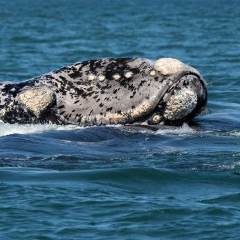 Bild: Glattwal - Gansbaai - Südarfika (wildlife-glattwal-009.jpg)