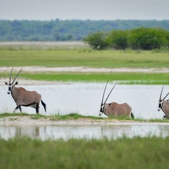 Bild: Oryxantilope - Etoscha - Namibia (wildlife-orex-016.jpg)