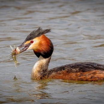 Bild: Haubentaucher (wildlife-004-haubentaucher.jpg)