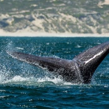 Bild: Glattwal - Gansbaai - Südarfika (wildlife-glattwal-008.jpg)