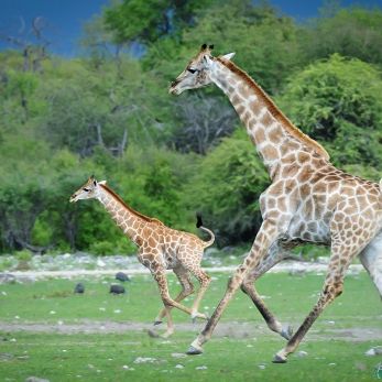 Bild: Giraffe - Etoscha - Namibia (wildlife-griaffe-001.jpg)