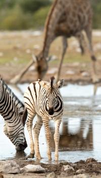 <p>Zebra</p>