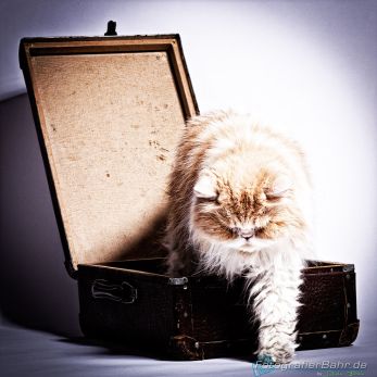 Bild: Perser Katze (animals001.jpg)