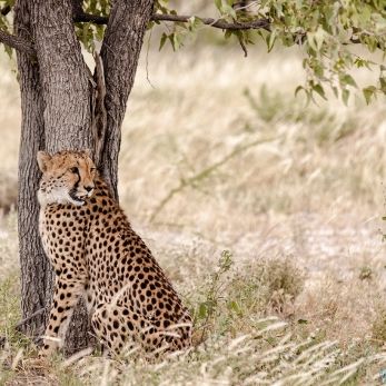 Bild: Gepard - Etoscha - Namibia (028-Namibia-Gepard.jpg)