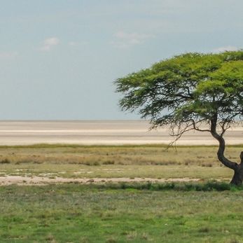 Bild: Etoscha Namibia (natur018.jpg)