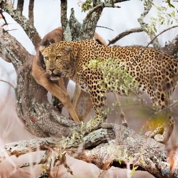 Bild: Leopard - Krügerpark - Südafrika (wildlife-leopard-002.jpg)