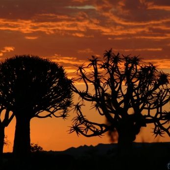 Bild: Köcherbaumwald Namibia (X-landschaft-003.jpg)