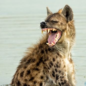 Bild: Tüpfelhyäne - Etoscha - Namibia (034-Namibia-hyaene.jpg)