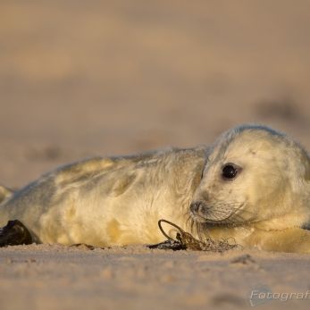 Bild: Kegelrobben Helgoland (B4A2339.jpg)